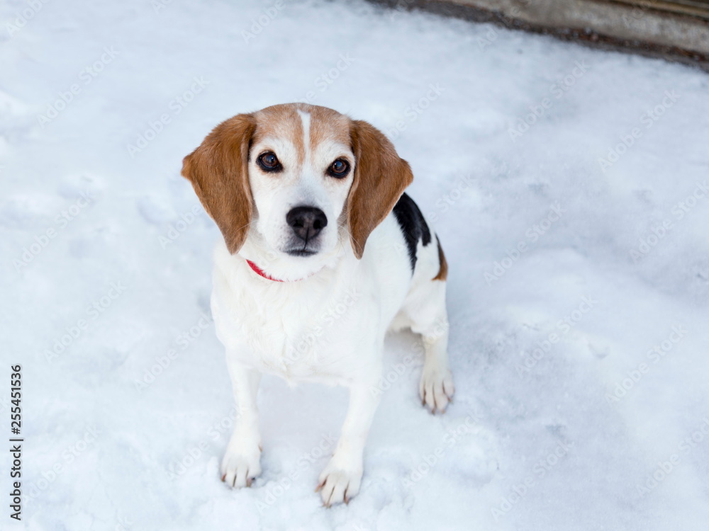 Beautiful friendly-looking Beagle sitting on snow-covered sidewalk looking up Beautiful friendly-looking Beagle sitting on snow-covered sidewalk looking up