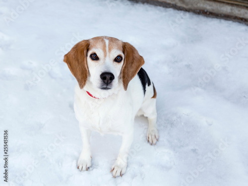 Beautiful friendly-looking Beagle sitting on snow-covered sidewalk looking up