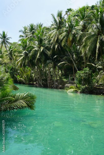Fototapeta Naklejka Na Ścianę i Meble -  View of the beautiful jungle along a river near Kawasan Falls, Cebu, Philippines