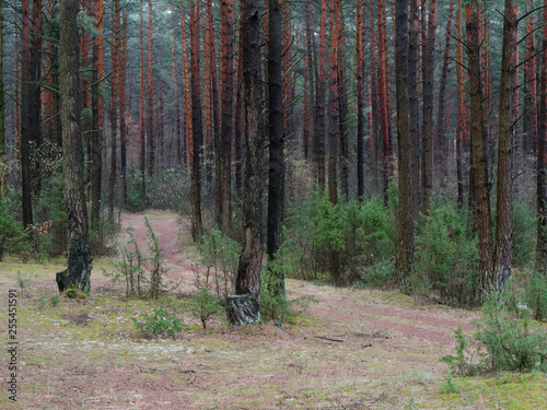 dark dense pine forest. tree trunks and shrubs © makam1969