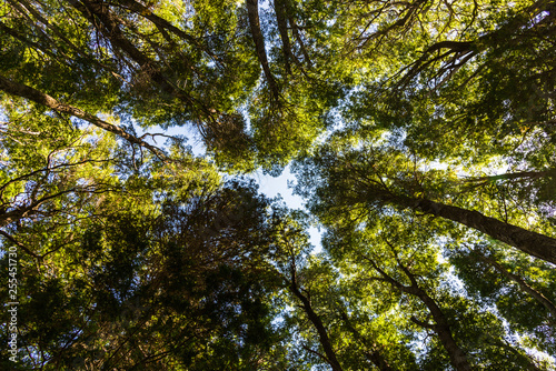 Bottom view of landscape nature old green trees in the forest