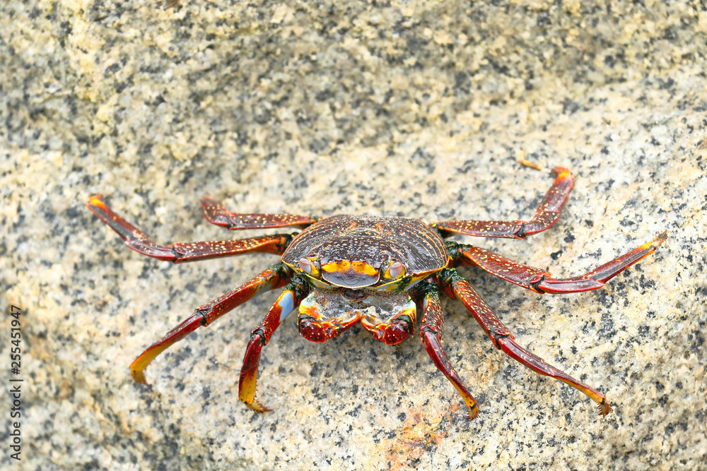 Cangrejo de las rocas (Grapsus grapsus) Cangrejo de las rocas (Grapsus grapsus)