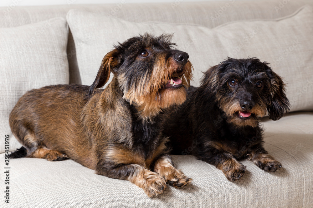 Cute pair of wire-haired black and tan dachshunds lounging on beige couch, one looking up and the other staring ahead Cute pair of wire-haired black and tan dachshunds lounging on beige couch, one looking up and the other staring ahead