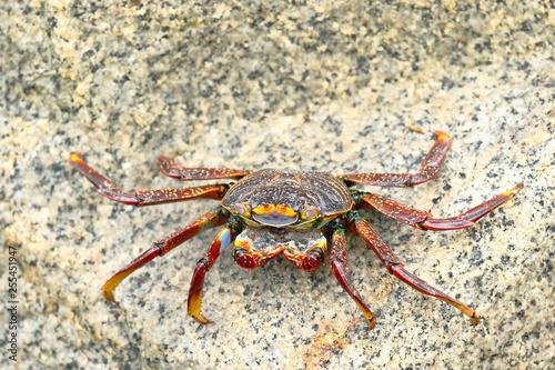 Cangrejo de las rocas  Grapsus grapsus 