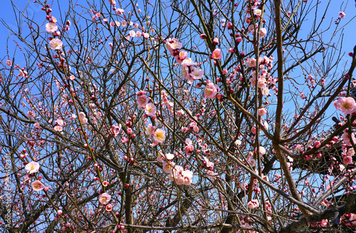 Pink flower blooms of the Japanese ume apricot tree  prunus mume  in winter in Miyajama  Japan