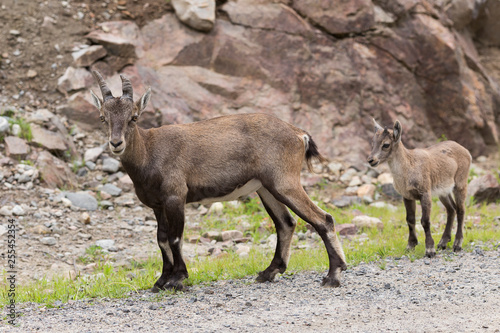 Female alpine ibex staring and young juvenile standing behind her