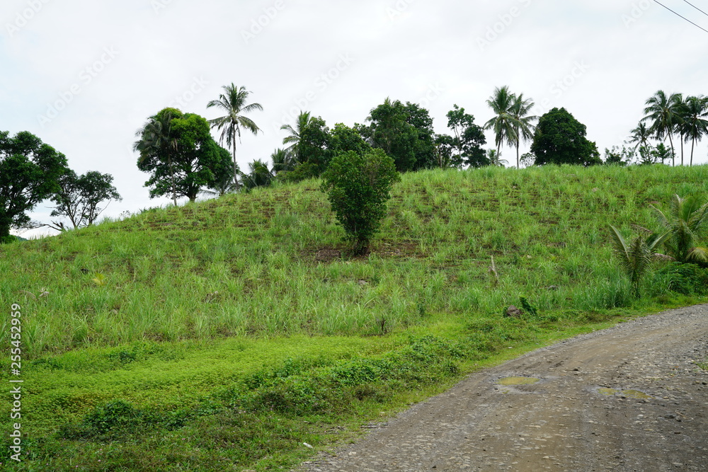 View of the hillside in the tropical jungle landscape outside of Dumaguete, Philippines View of the hillside in the tropical jungle landscape outside of Dumaguete, Philippines