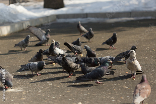 Many pigeons are eating food