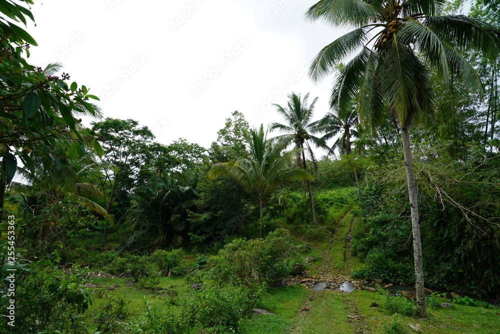 View of a road through a rural creek in the tropical jungle outside of Dumaguete, Philippines View of a road through a rural creek in the tropical jungle outside of Dumaguete, Philippines