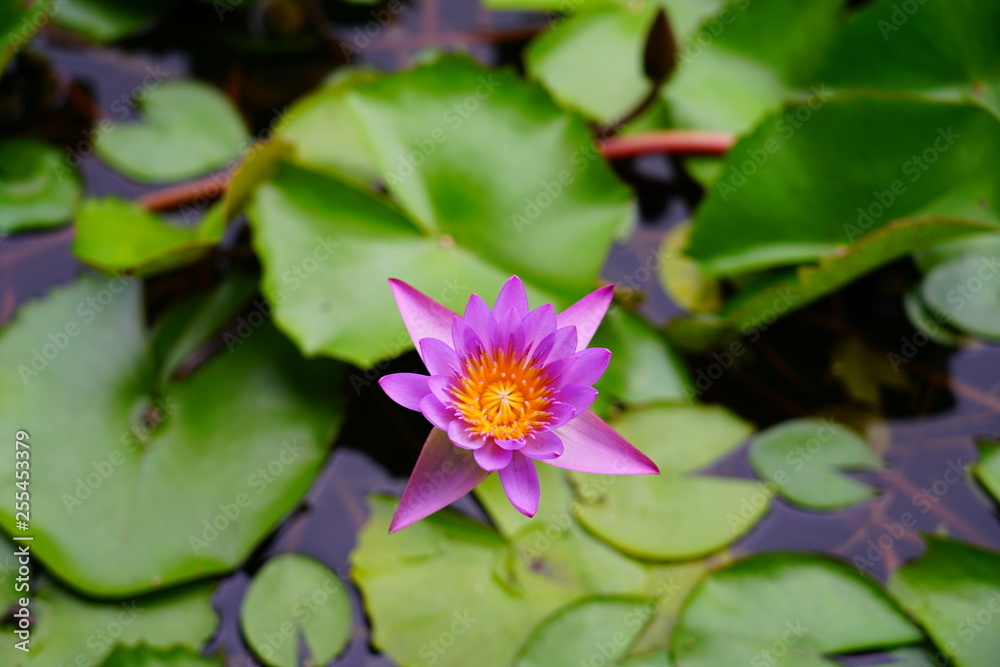 Pink aquatic waterlily lotus flowers in a pond in Bora Bora Pink aquatic waterlily lotus flowers in a pond in Bora Bora