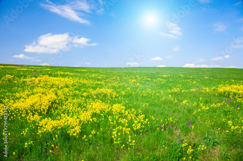 Yellow flowers hill under blue cloudy sky