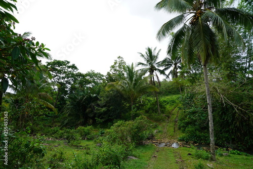 View of a road through a rural creek in the tropical jungle outside of Dumaguete  Philippines