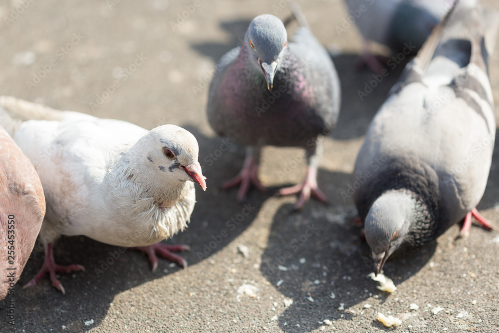 Fototapeta premium Many pigeons are eating food