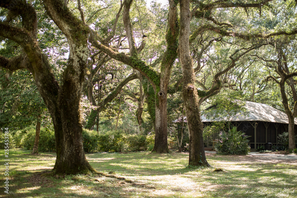 Trees Trees
