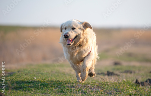 Golden Retriever running and jumping on the field at sunset