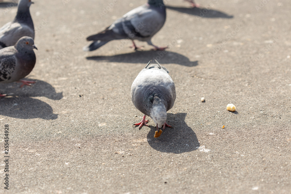 Fototapeta premium Many pigeons are eating food