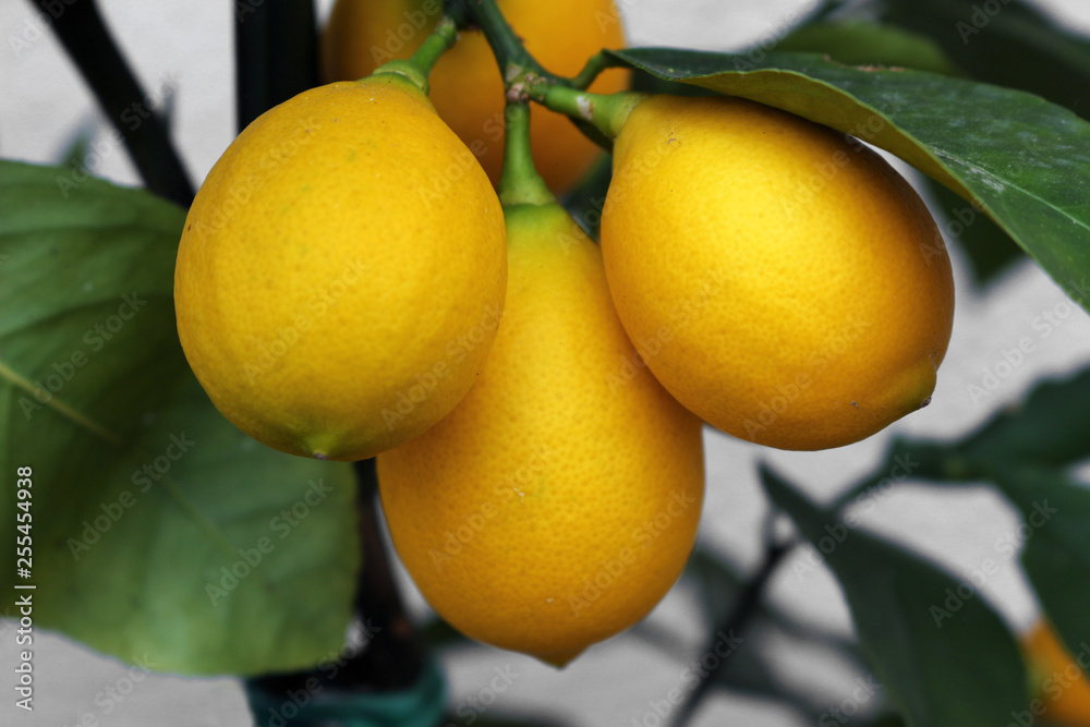 Yellow Lemons Growing on a Tree