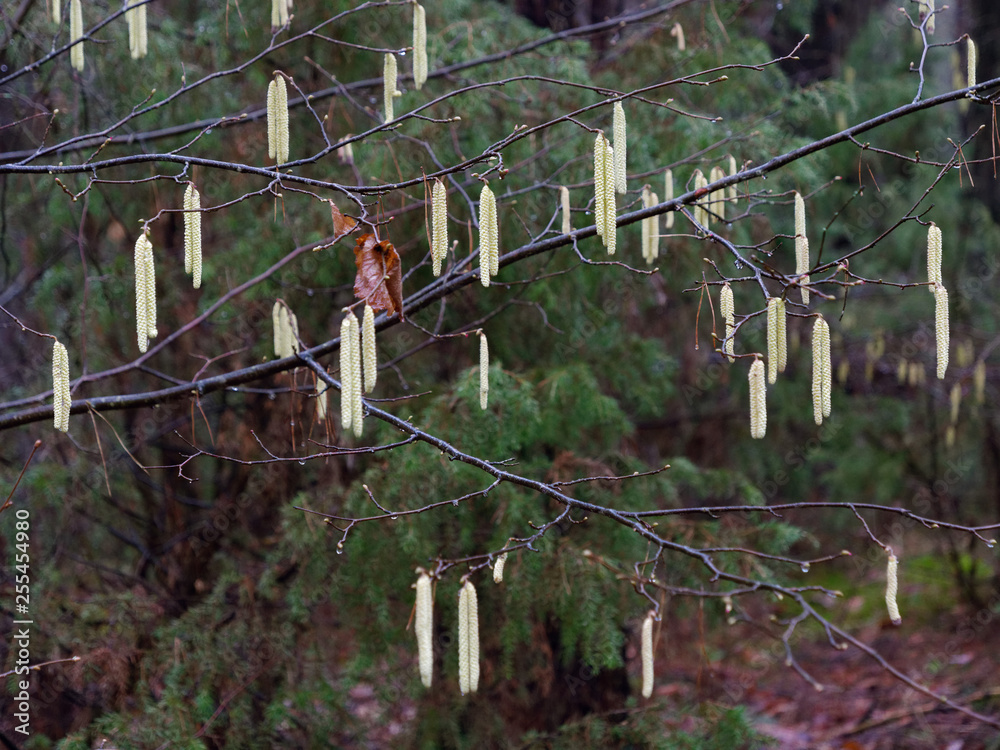spring is the beginning. earrings are blooming on the bushes. spring is the beginning. earrings are blooming on the bushes.