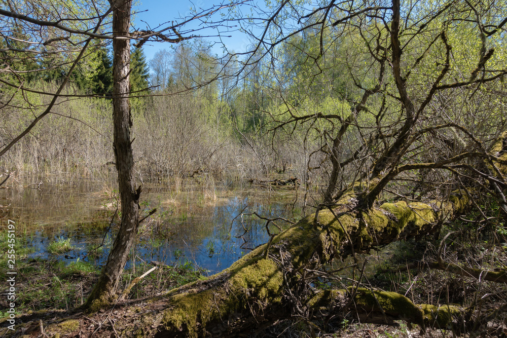 spring forest green landscape with large old trees and firs on a beautiful blue sky background