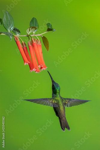 Buff-tailed coronet hummingbird (Boissonneaua flavescens), Tandayapa Area, Ecuador photo