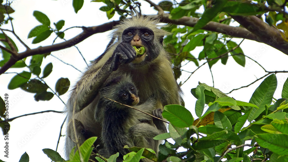 Obraz premium Red colobus monkey with baby
