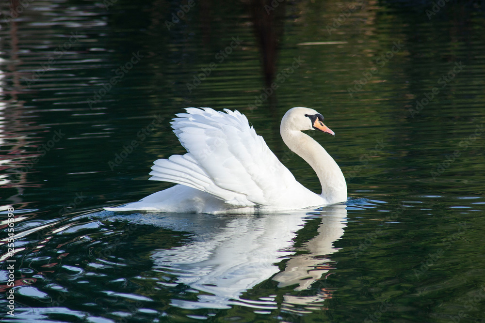 Obraz premium white swan