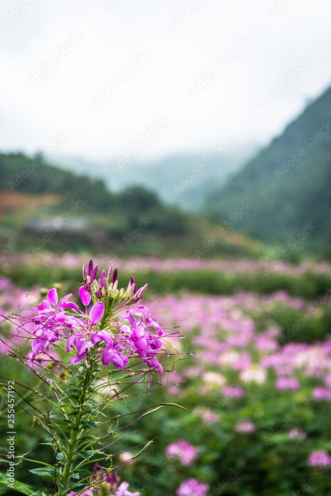 Hoang Lien Son Mountains with colourful flowers in the foreground, Cat Cat Village, Sa Pa, northwestern Vietnam Hoang Lien Son Mountains with colourful flowers in the foreground, Cat Cat Village, Sa Pa, northwestern Vietnam