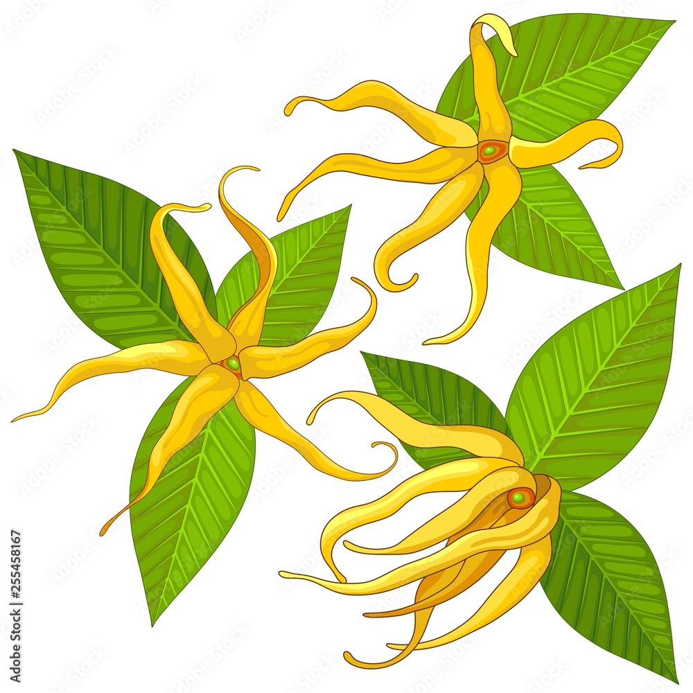 Ylang Ylang Exotic Scented Flowers and Leaves Vector Illustration isolated on White Stock Vector