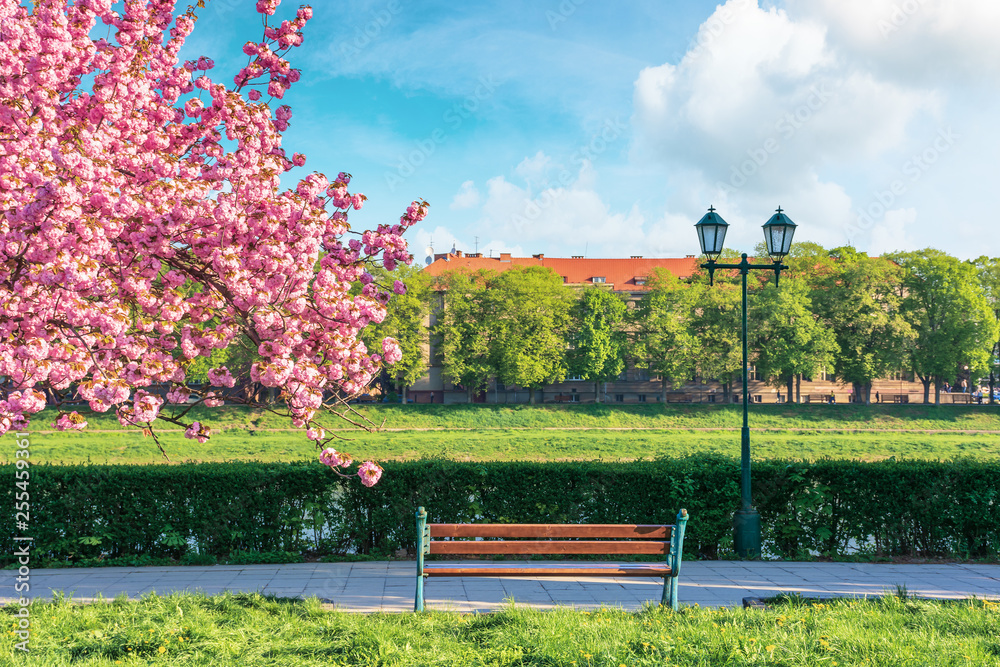 Obraz premium branches of sakura tree in blossom above the bench and lantern near the walkway. sunny springtime forenoon. fluffy clouds on the sky. location Uzhgorod, Ukraine.