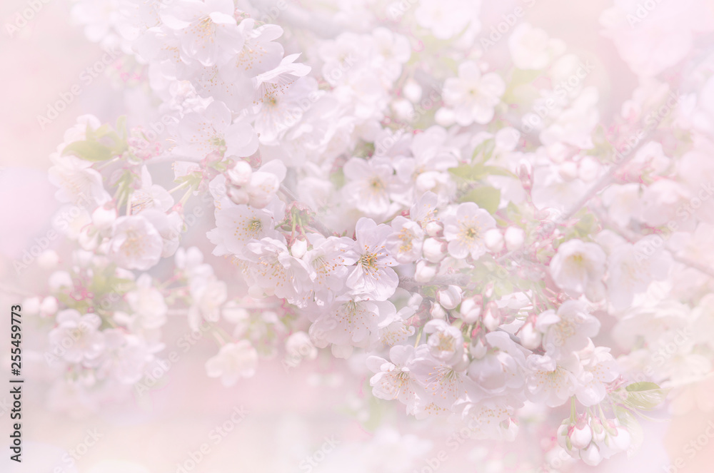 Beautiful image of a flowering tree, the blur effect. Toned image, selective focus.