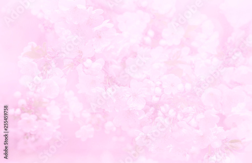 Beautiful image of a flowering tree, the blur effect. Toned image, selective focus.