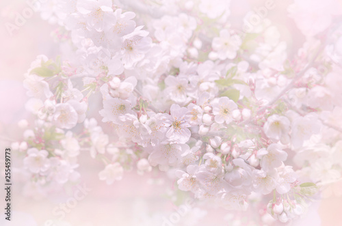 Beautiful image of a flowering tree, the blur effect. Toned image, selective focus.