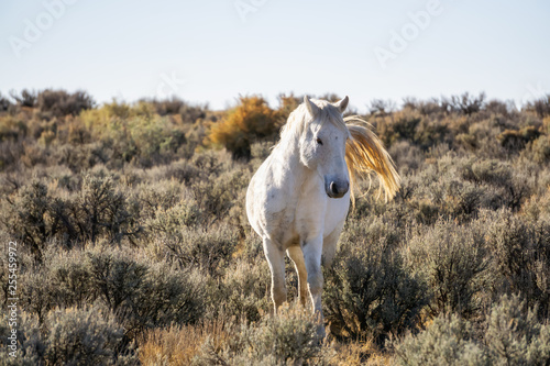 Wild White Horse in the desert of New Mexico, United States of America.