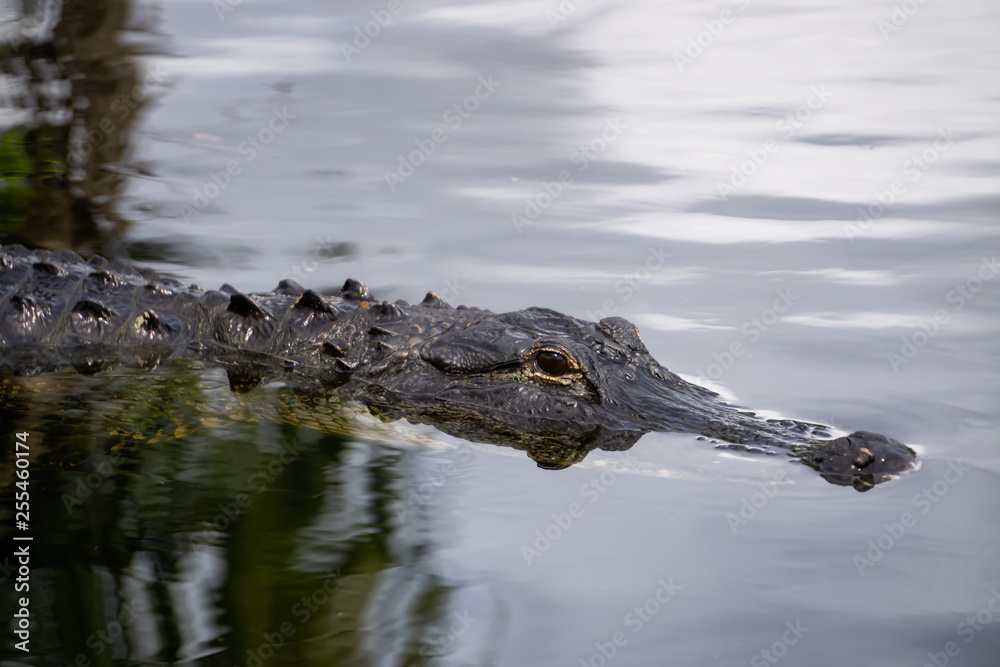 Alligator laying in water. Taken in Everglades National Park, Florida, United States. Alligator laying in water. Taken in Everglades National Park, Florida, United States.