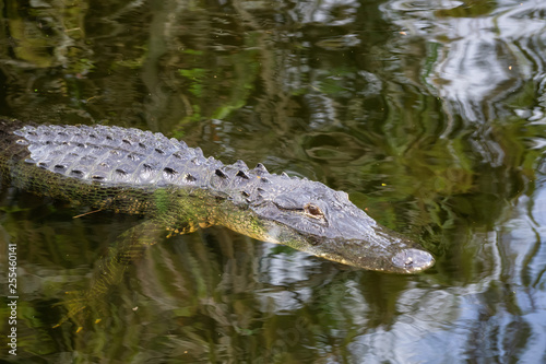 Alligator laying in water. Taken in Everglades National Park, Florida, United States.