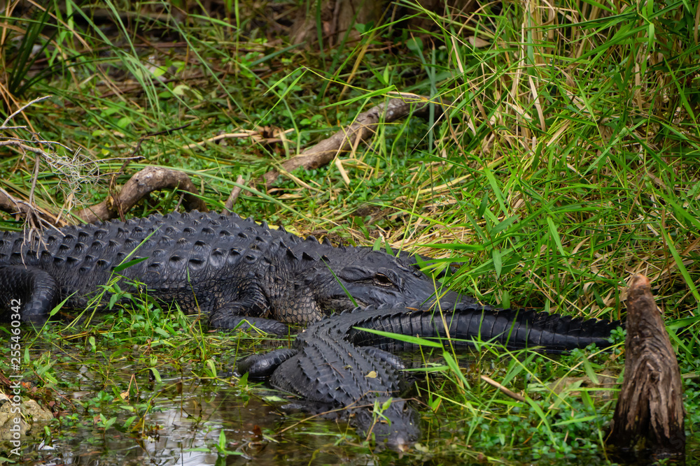 Alligator laying in water. Taken in Everglades National Park, Florida, United States. Alligator laying in water. Taken in Everglades National Park, Florida, United States.