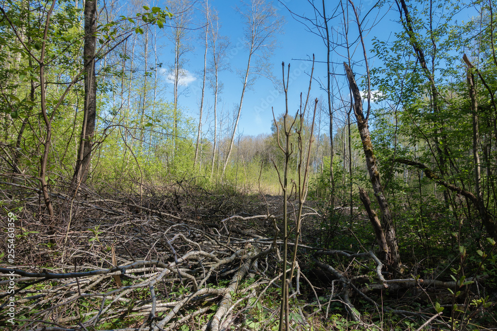Obraz premium spring view of the clearing in the woods, leaves flourishing on the trees; In the foreground, dry bush trunks are cut off the ground