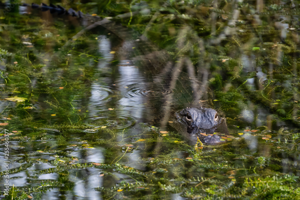 Alligator laying in water. Taken in Everglades National Park, Florida, United States. Alligator laying in water. Taken in Everglades National Park, Florida, United States.
