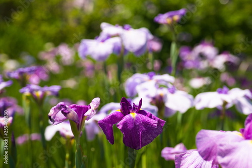 purple flowers in the garden