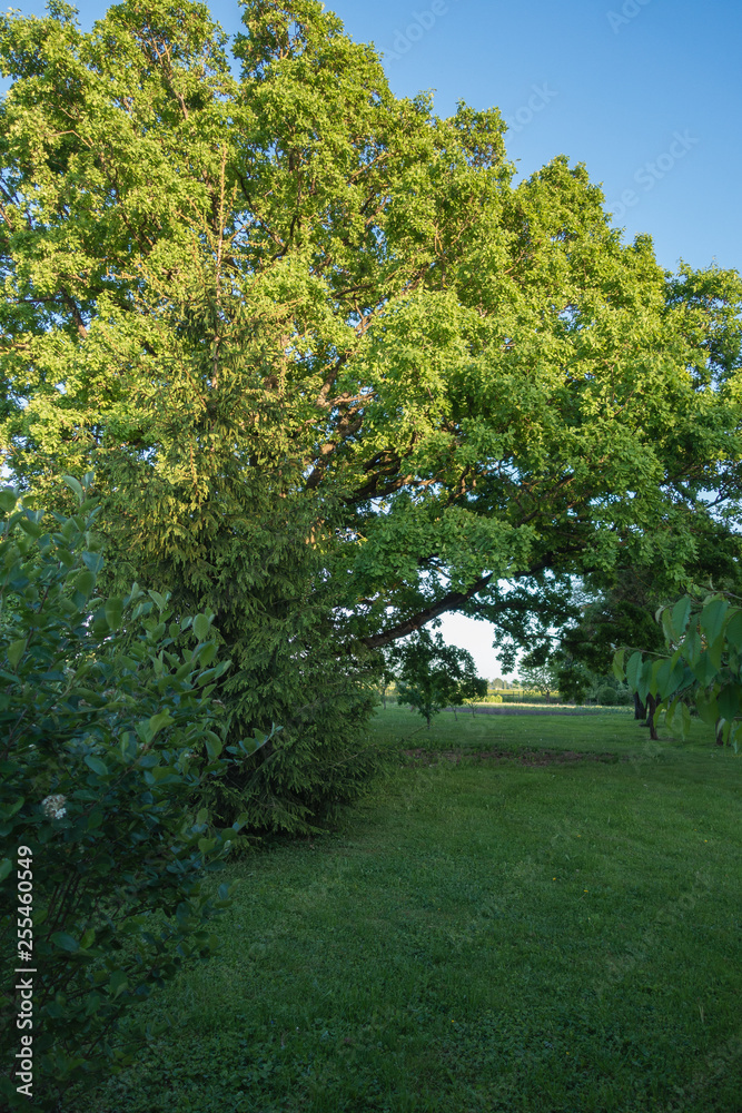 my green garden in the spring, a large sun-lit oak before the orchard; green lawn on the front