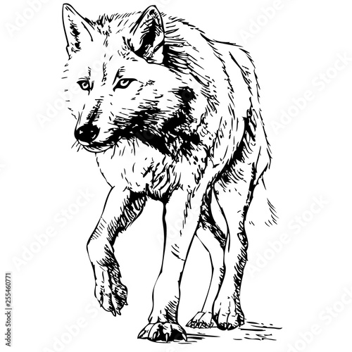 Wolf vector illustration. Hand drawn isolated on white background