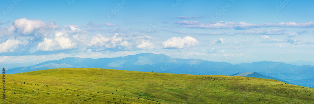 panorama of a mountain landscape in summer. beautiful scenery with fluffy clouds above the distant borzhva ridge. huge grassy alpine meadow. location runa, ukraine