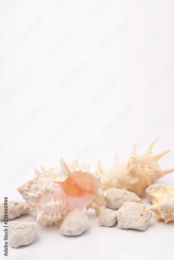 Obraz premium Seashell on white