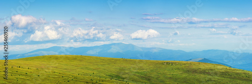 panorama of a mountain landscape in summer. beautiful scenery with fluffy clouds above the distant borzhva ridge. huge grassy alpine meadow. location runa, ukraine