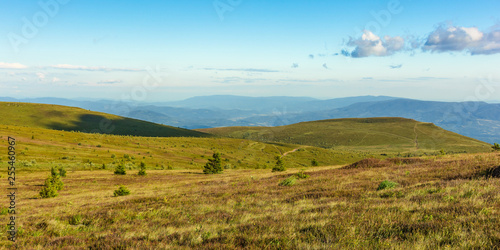 panoramic summer landscape in mountain. rolling hills with spruce trees on the alpine meadow in evening light. ridge in the distance. fluffy clouds on a blue evening sky