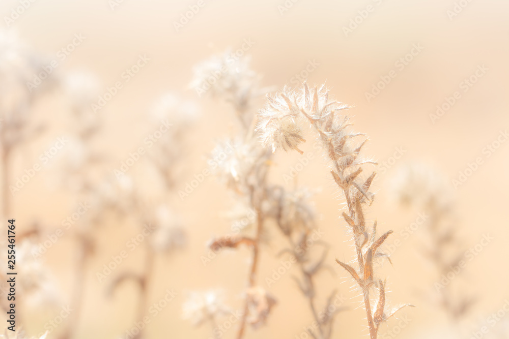 Close up of grass seed stalks in the meadow at sunset. Close up of grass seed stalks in the meadow at sunset.