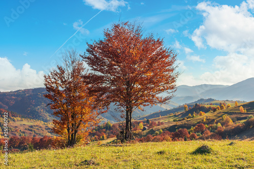autumn countryside in mountains. trees in red foliage on the edge of a meadows. rural fields on the nearest rolling hills. ridge in the distance. beautiful landscape in afternoon. wonderful weather