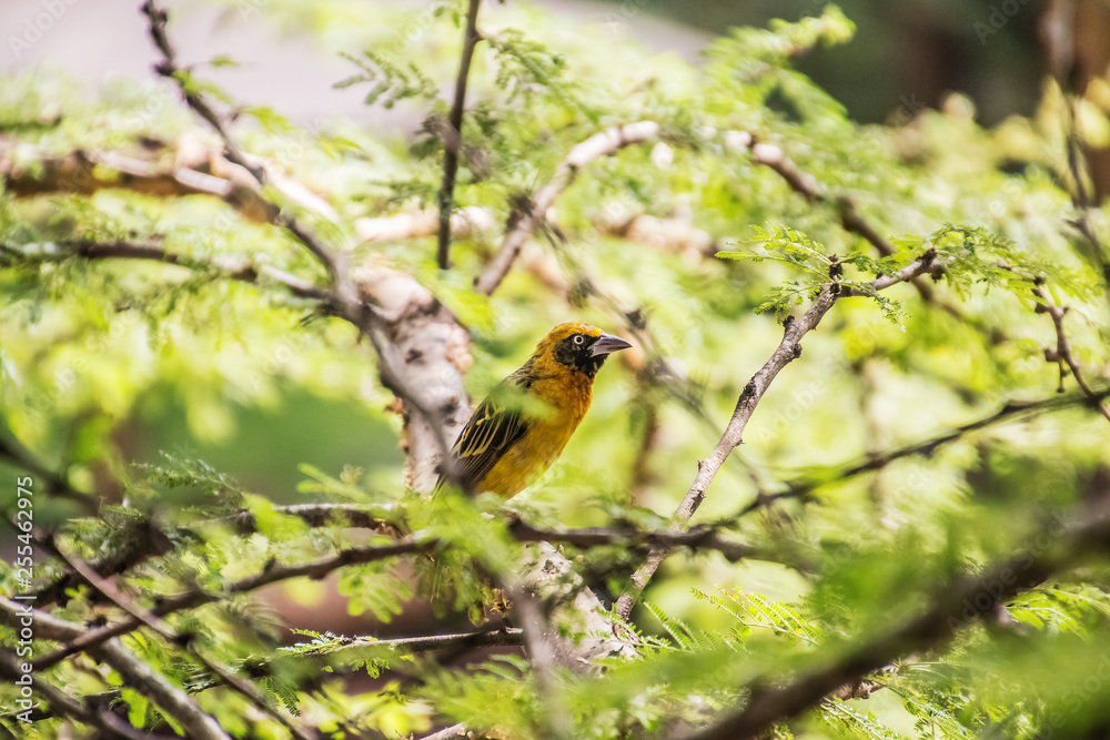 female baglafecht weaver sitting on a branch female baglafecht weaver sitting on a branch