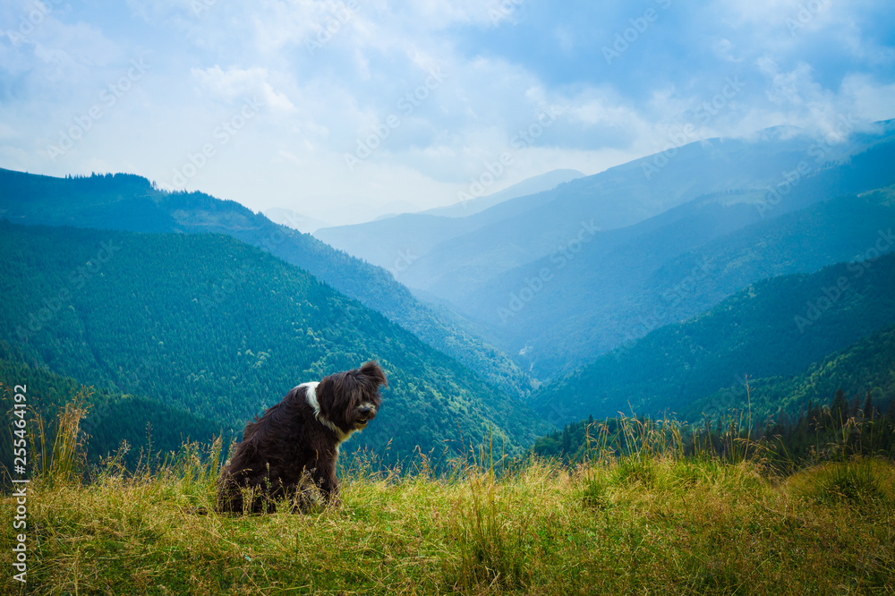 Cute black shepherd dog in the mountains