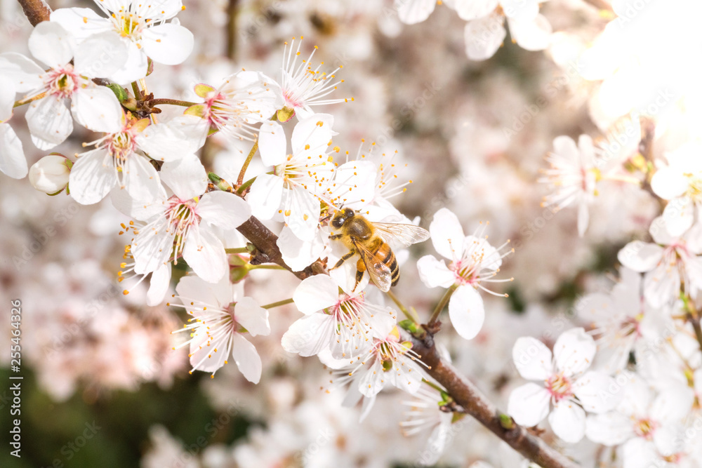 Albero da frutta con fiori bianchi appena fiorito per la rigogliosa Primavera. Albero da frutta con fiori bianchi appena fiorito per la rigogliosa Primavera.